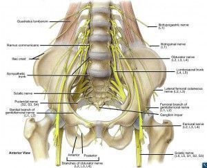 nerveslumbosacral