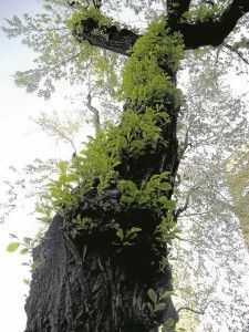 Arbol