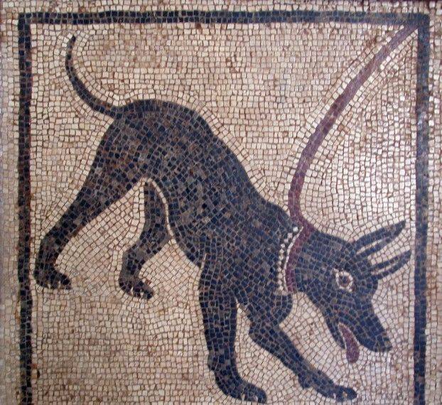 El Origen Del Perro Perro Y Lobo Por Ruth Gonzalez