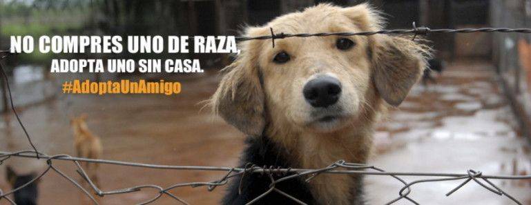 Comprar o adoptar perros